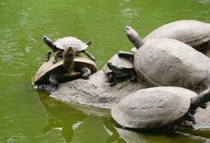 turtles relaxing in a park sitting on top of each other