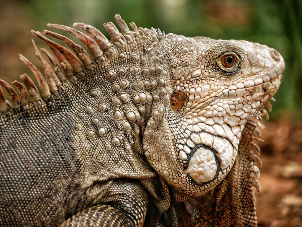 iguana close up