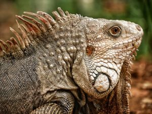 iguana close up