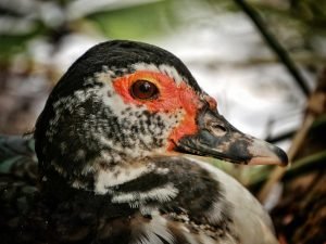 Red headed duck