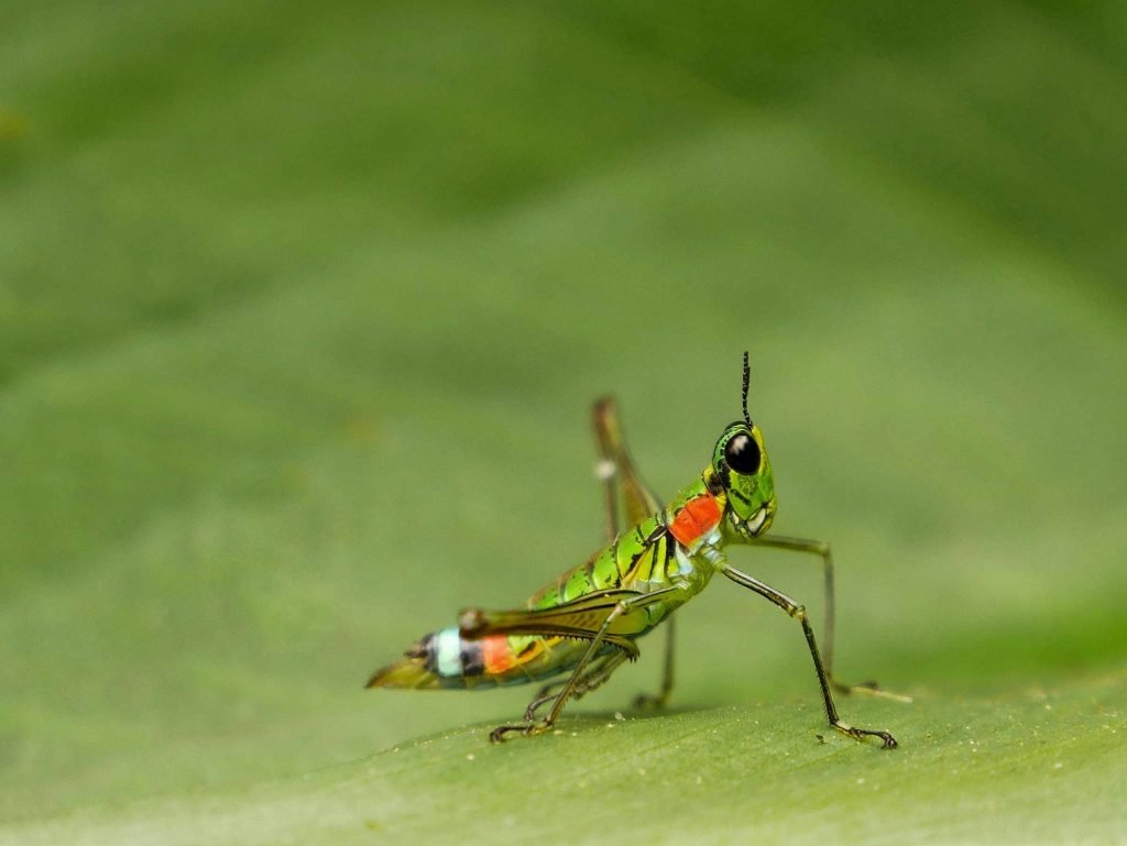 red green grasshopper